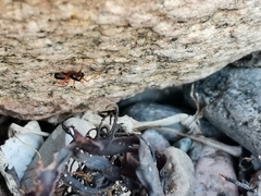 Microlinyphia pusilla