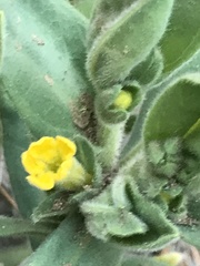 Lithospermum californicum