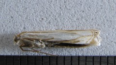 Crambus pascuella