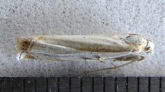 Crambus pascuella