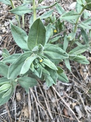 Lithospermum californicum