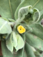 Lithospermum californicum