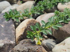 Ludwigia taiwanensis
