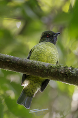 Carpornis melanocephala