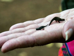 Brookesia tuberculata
