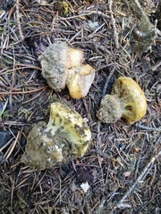 Cortinarius saxamontanus