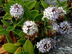 Veronica chathamica