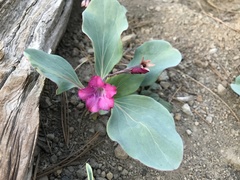Cycladenia humilis