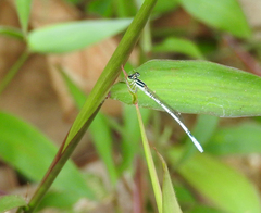 Agriocnemis pieris