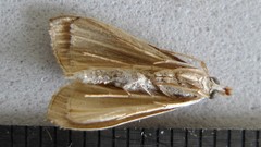 Nascia acutellus