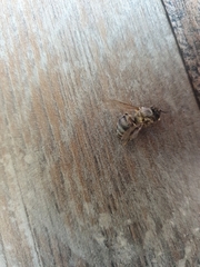 Apis mellifera