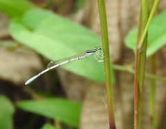 Agriocnemis pieris