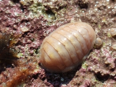 Leptochiton algesirensis