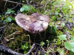 Cortinarius subolivascens