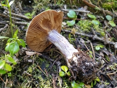 Cortinarius subolivascens