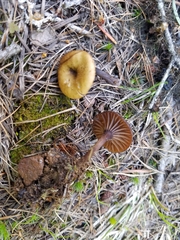 Pseudoomphalina angelesiana