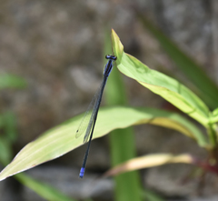 Aciagrion approximans