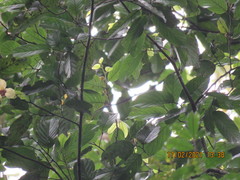 Mitrephora polypyrena