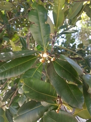 Calophyllum brasiliense