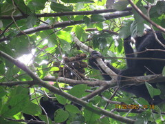 Mitrephora polypyrena