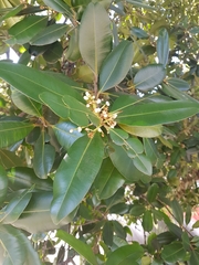 Calophyllum brasiliense