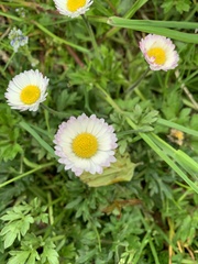 Bellis perennis