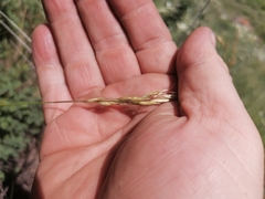 Helictotrichon desertorum