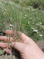 Helictotrichon desertorum