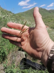 Helictotrichon desertorum