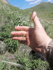 Helictotrichon desertorum