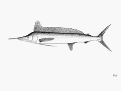 Longbill Spearfish photo 3