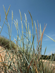 Leymus racemosus