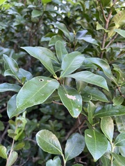 Peddiea africana