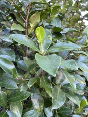 Peddiea africana