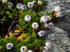 Veronica chathamica
