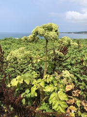 Angelica hirsutiflora