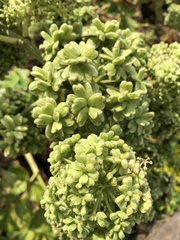 Angelica hirsutiflora