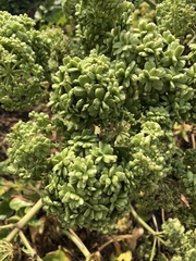 Angelica hirsutiflora