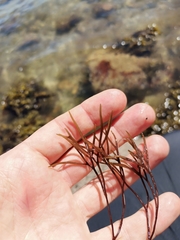 Furcellaria lumbricalis