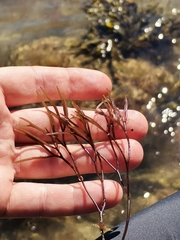 Furcellaria lumbricalis