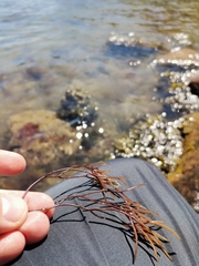 Furcellaria lumbricalis