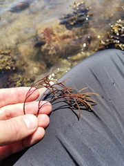 Furcellaria lumbricalis