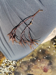 Furcellaria lumbricalis