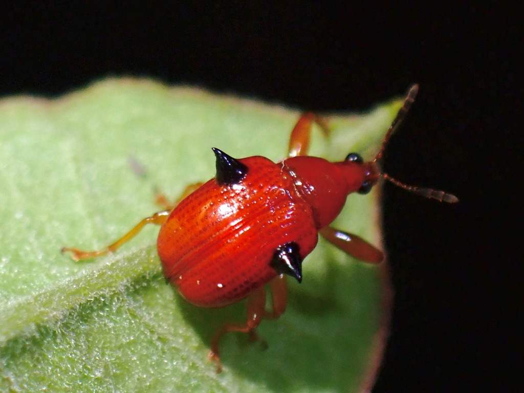 Lamprolabus dajacus