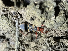 Acanthaspis bilineolata