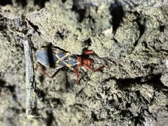 Acanthaspis bilineolata