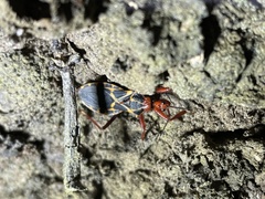 Acanthaspis bilineolata