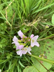Cardamine pratensis