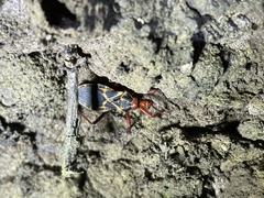 Acanthaspis bilineolata