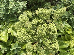 Angelica hirsutiflora
